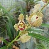 Cymbidium ensifolium Green Fulong