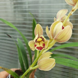 Cymbidium ensifolium Green Fulong