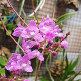 Sarcochilus ceciliae