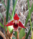 Maxillaria  tenuifolia