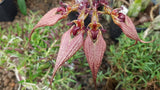 Bulbophyllum rothschildianum