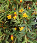 Mediocalcar decoratum