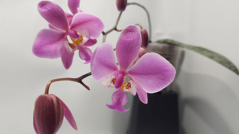 Phalaenopsis schilleriana