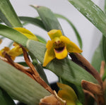 Maxillaria  variabilis jaune