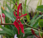 Renanthera storiei