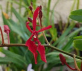 Renanthera storiei