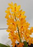 ascocentrum miniatum