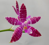 Phalaenopsis luedde violacea x speciosa red