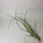 Tillandsia balbisiana