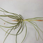 Tillandsia schiedeana