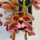 cymbidium cascade novia