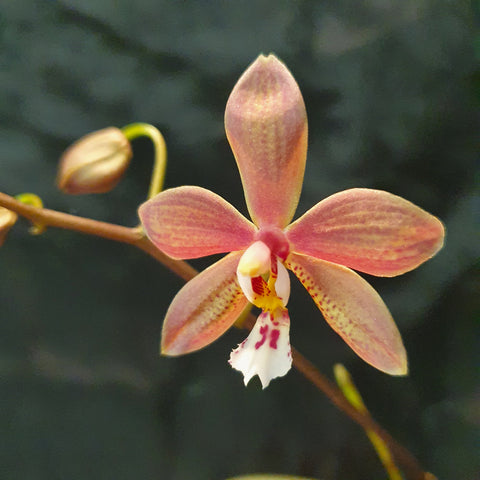 phalaenopsis Bronze Maiden