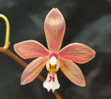 phalaenopsis Bronze Maiden