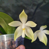 Phalaenopsis tetraspis green