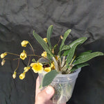 Dendrobium aggregatum x jenkinsii