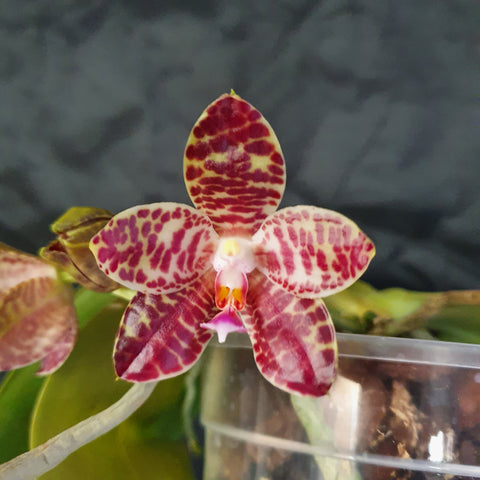Phalaenopsis LD giga king gigantea x ld's bear king
