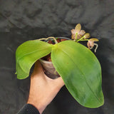 Phalaenopsis LD giga king gigantea x ld's bear king