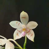 phalaenopsis florensis x speciosa