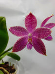 Phalaenopsis luedde violacea x speciosa red