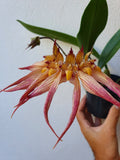Bulbophyllum Élisabeth  buckle berry x bulbophyllum bicolor