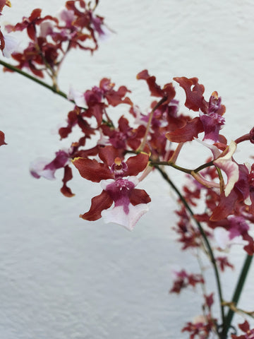 Oncidium sharry baby