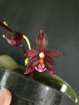 Phalaenopsis manni black x speciosa