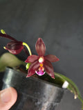 Phalaenopsis manni black x speciosa