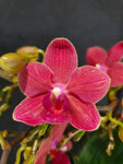 phalaenopsis Red congo