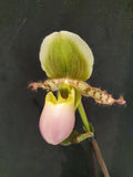 Paphiopedilum pinocchio