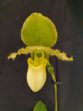 Paphiopedilum pinocchio alba