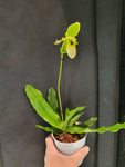 Paphiopedilum pinocchio alba