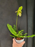 Paphiopedilum pinocchio alba