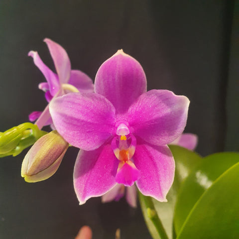 Phalaenopsis Miki flora parfumé
