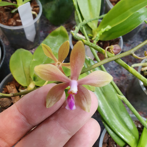 phalaenopsis honghenensis x tetraspis
