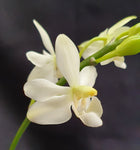 Phalaenopsis cornu cervi chattaladae x pulcherrima marmorata var alba