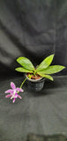 Phalaenopsis speciosa x equestris