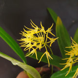 Bulbophyllum laxiflorum