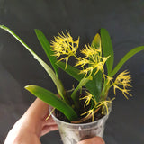 Bulbophyllum laxiflorum