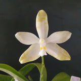 phalaenopsis luddemanniana var ochracea