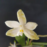 phalaenopsis luddemanniana var ochracea