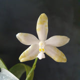 phalaenopsis luddemanniana var ochracea