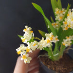 Oncidium twinkle pearl