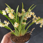 Oncidium twinkle pearl