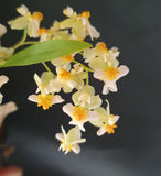 Oncidium twinkle pearl