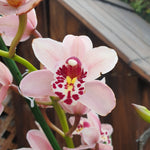 cymbidium rose strié