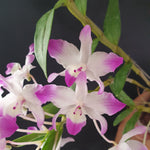 Dendrobium sp thailand