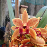 cymbidium cascade Amiya