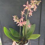 phalaenopsis yaphon pink lady