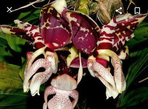 Stanhopea tigrina var nigroviolacea