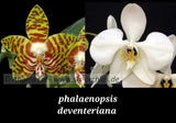 Phalaenopsis deventeriana